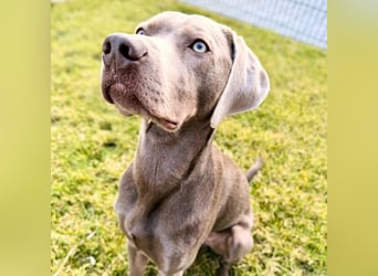 Levi - ist freundlich&sehr anhänglich