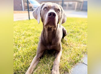 Levi - ist freundlich&sehr anhänglich