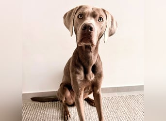 Levi - ist freundlich&sehr anhänglich