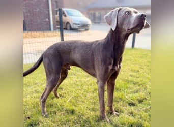 Levi - ist freundlich&sehr anhänglich