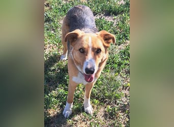 Freundliche Kona ( * 05/2024 ) sucht ihre Familie