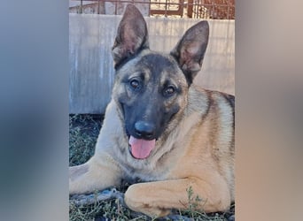 Freundlicher Enzo ( * 12/2025 ) sucht seine Familie