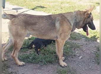 Freundlicher Enzo ( * 12/2025 ) sucht seine Familie