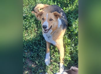 Freundliche Kona ( * 05/2024 ) sucht ihre Familie
