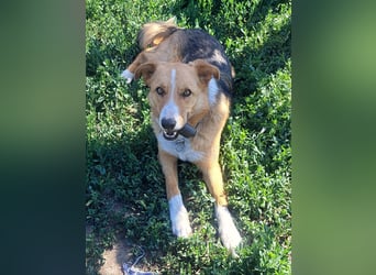 Freundliche Kona ( * 05/2024 ) sucht ihre Familie
