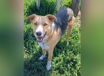 Freundliche Kona ( * 05/2024 ) sucht ihre Familie