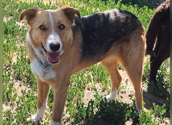 Freundliche Kona ( * 05/2024 ) sucht ihre Familie
