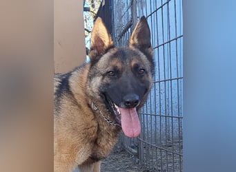 Odin sucht die Nadel im Heuhaufen