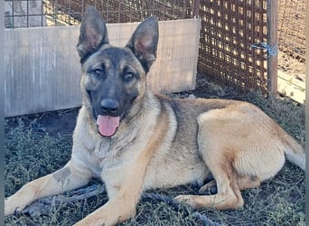 Freundlicher Enzo ( * 12/2025 ) sucht seine Familie