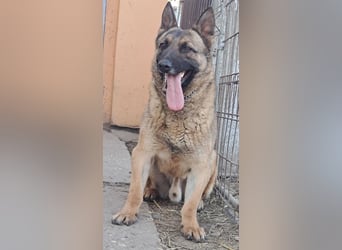 Odin sucht die Nadel im Heuhaufen