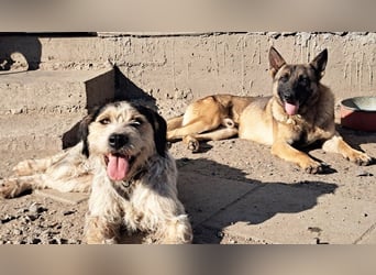 Odin sucht die Nadel im Heuhaufen