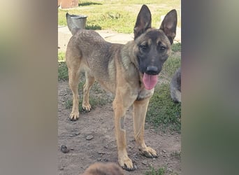 Freundlicher Enzo ( * 12/2025 ) sucht seine Familie