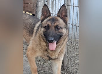 Odin sucht die Nadel im Heuhaufen