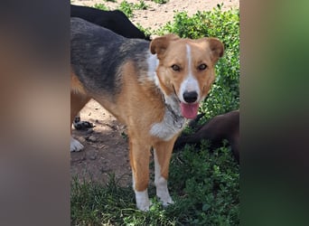 Freundliche Kona ( * 05/2024 ) sucht ihre Familie