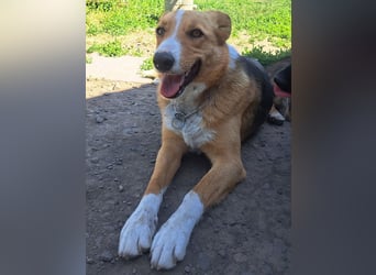 Freundliche Kona ( * 05/2024 ) sucht ihre Familie