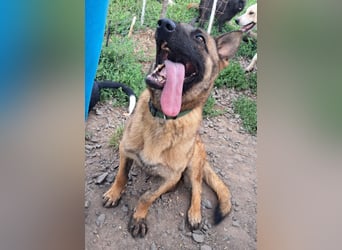 Odin sucht die Nadel im Heuhaufen