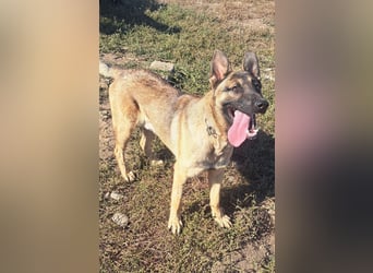 Freundlicher Enzo ( * 12/2025 ) sucht seine Familie