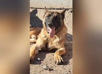 Odin sucht die Nadel im Heuhaufen