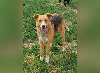 Freundliche Kona ( * 05/2024 ) sucht ihre Familie