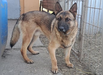 Odin sucht die Nadel im Heuhaufen