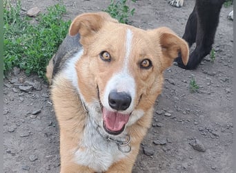 Freundliche Kona ( * 05/2024 ) sucht ihre Familie