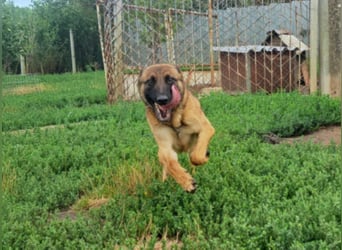 Odin sucht die Nadel im Heuhaufen