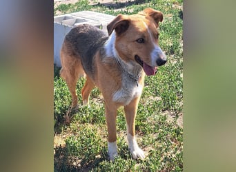 Freundliche Kona ( * 05/2024 ) sucht ihre Familie