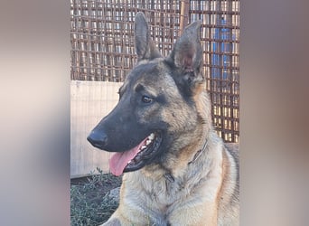 Freundlicher Enzo ( * 12/2025 ) sucht seine Familie