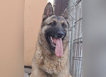 Odin sucht die Nadel im Heuhaufen