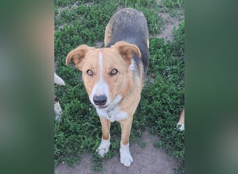 Freundliche Kona ( * 05/2024 ) sucht ihre Familie