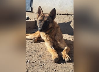 Odin sucht die Nadel im Heuhaufen