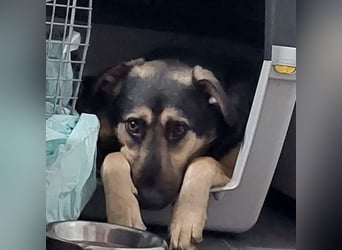 Marton (PLZ 497**) sucht seine(n) Menschen