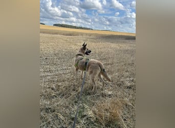 Phili  – ein Kämpfer mit großem Herzen (in Brandenburg, Dahme-Spreewald)