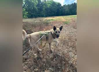 Phili  – ein Kämpfer mit großem Herzen (in Brandenburg, Dahme-Spreewald)