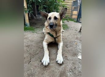 Phili  – ein Kämpfer mit großem Herzen (in Brandenburg, Dahme-Spreewald)