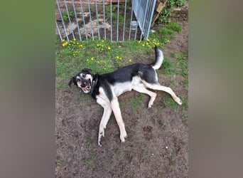 Marton (PLZ 497**) sucht seine(n) Menschen