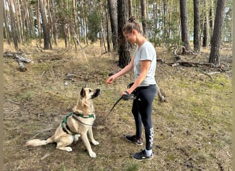 Phili  – ein Kämpfer mit großem Herzen (in Brandenburg, Dahme-Spreewald)