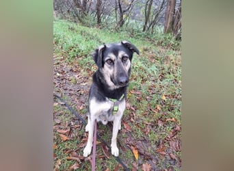 Marton (PLZ 497**) sucht seine(n) Menschen