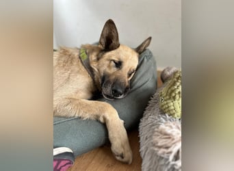 Phili  – ein Kämpfer mit großem Herzen (in Brandenburg, Dahme-Spreewald)