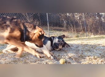 Marton (PLZ 497**) sucht seine(n) Menschen