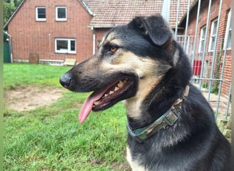 Marton (PLZ 497**) sucht seine(n) Menschen