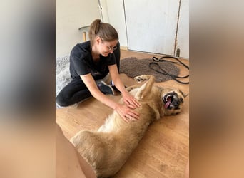 Phili  – ein Kämpfer mit großem Herzen (in Brandenburg, Dahme-Spreewald)