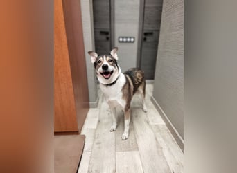 Traum zuhause für Choppy gesucht