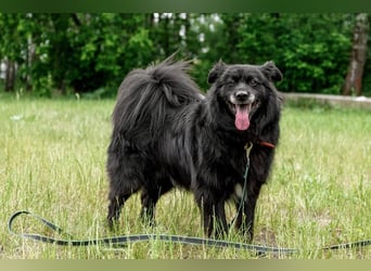Ruhiger Brig sucht ruhige Menschen ( 43 cm)