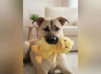 Iriska sucht liebe Menschen