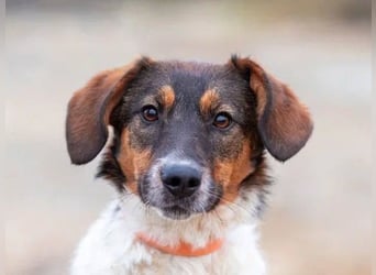 Greta sucht ihre Menschen für immer