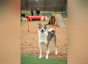 Traum zuhause für Choppy gesucht