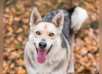 Freundlicher und aktiver Ford sucht seine Familie