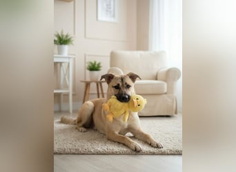 Iriska sucht liebe Menschen