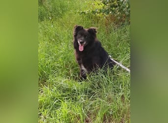 Ruhiger Brig sucht ruhige Menschen ( 43 cm)